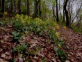 /album/fotogalerie-uvodni-stranka/zlute-zvoneni06-fengshui-zdravi-rodina-tradice-danajirsakova-jpg/